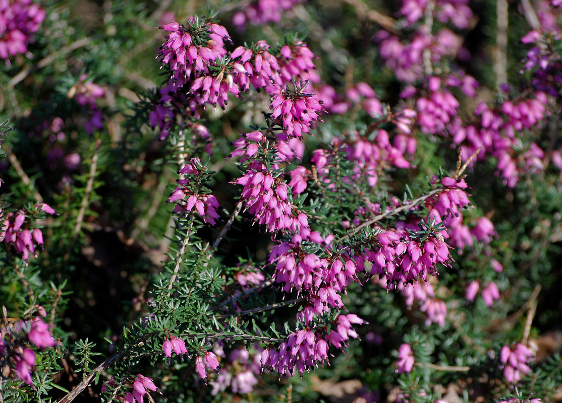 Image of Erica carnea specimen.