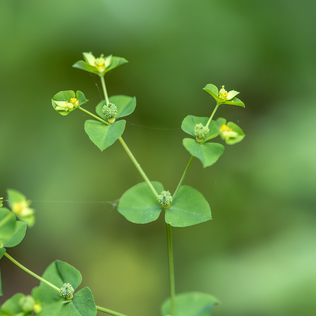 Image of Euphorbia stricta specimen.