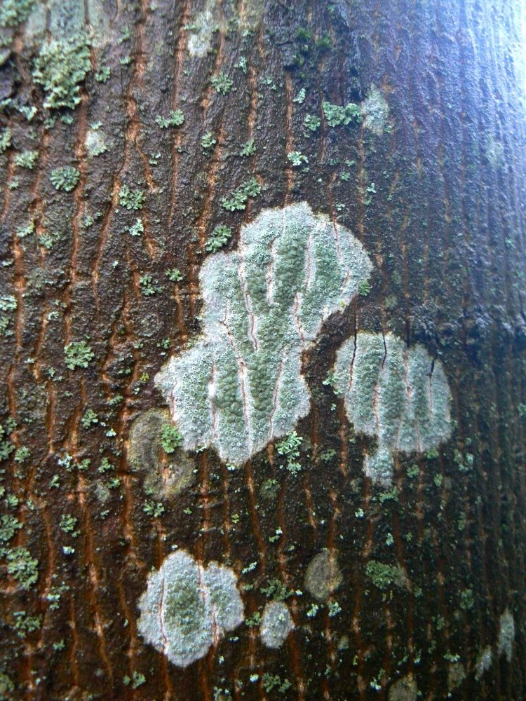 Image of class Lecanoromycetes specimen.