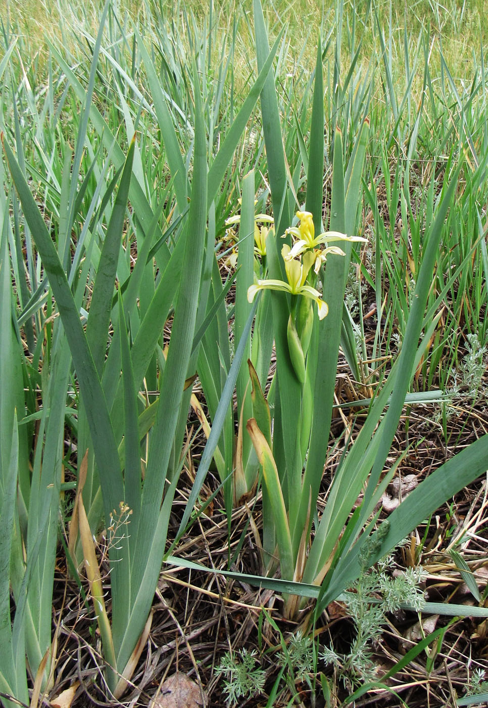 Изображение особи Iris halophila.