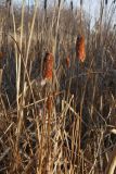 Typha laxmannii