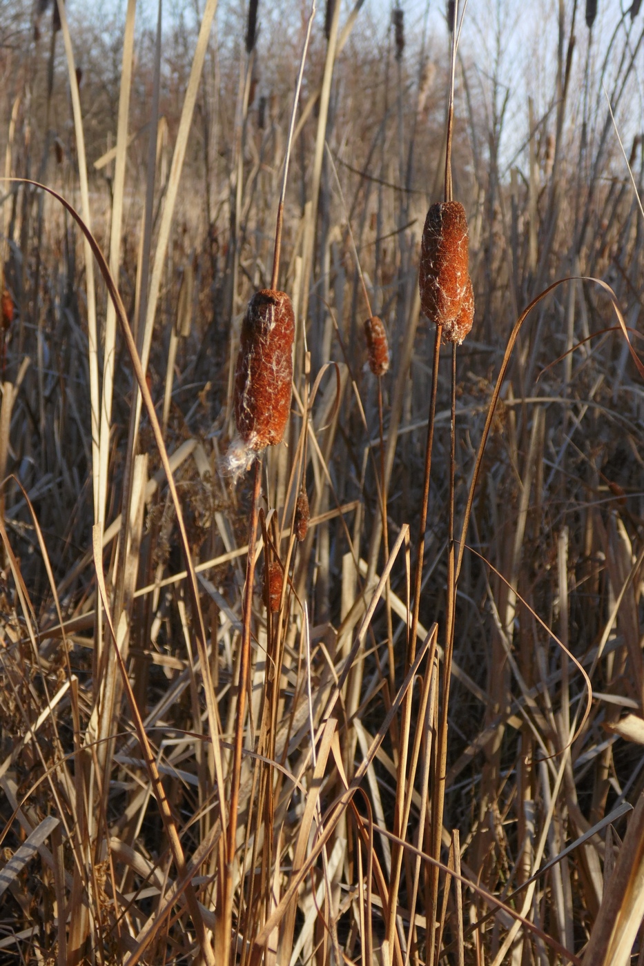 Изображение особи Typha laxmannii.