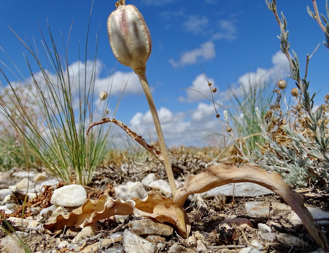 Изображение особи Tulipa alberti.