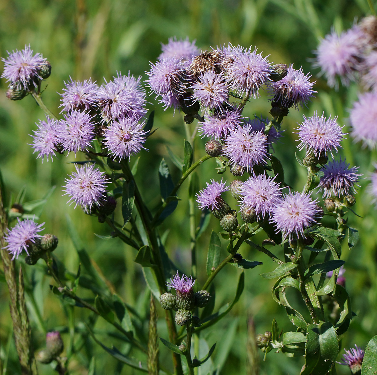 Изображение особи Cirsium setosum.