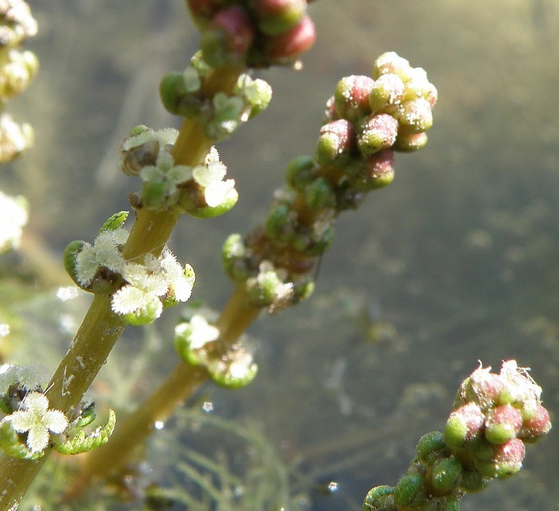 Image of Myriophyllum sibiricum specimen.
