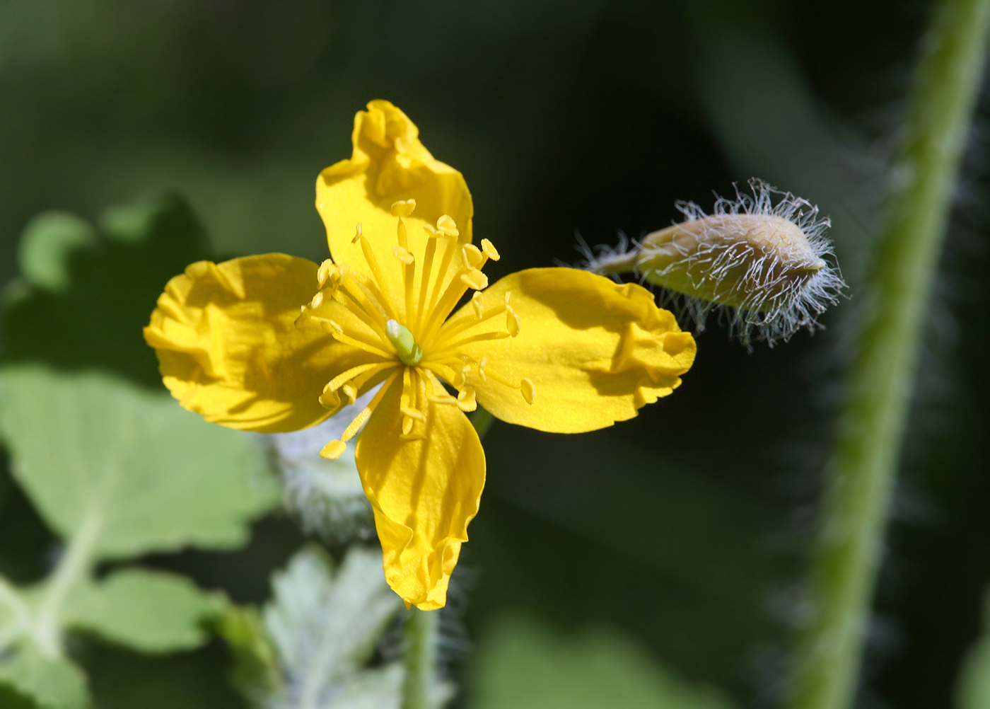 Image of Chelidonium majus specimen.