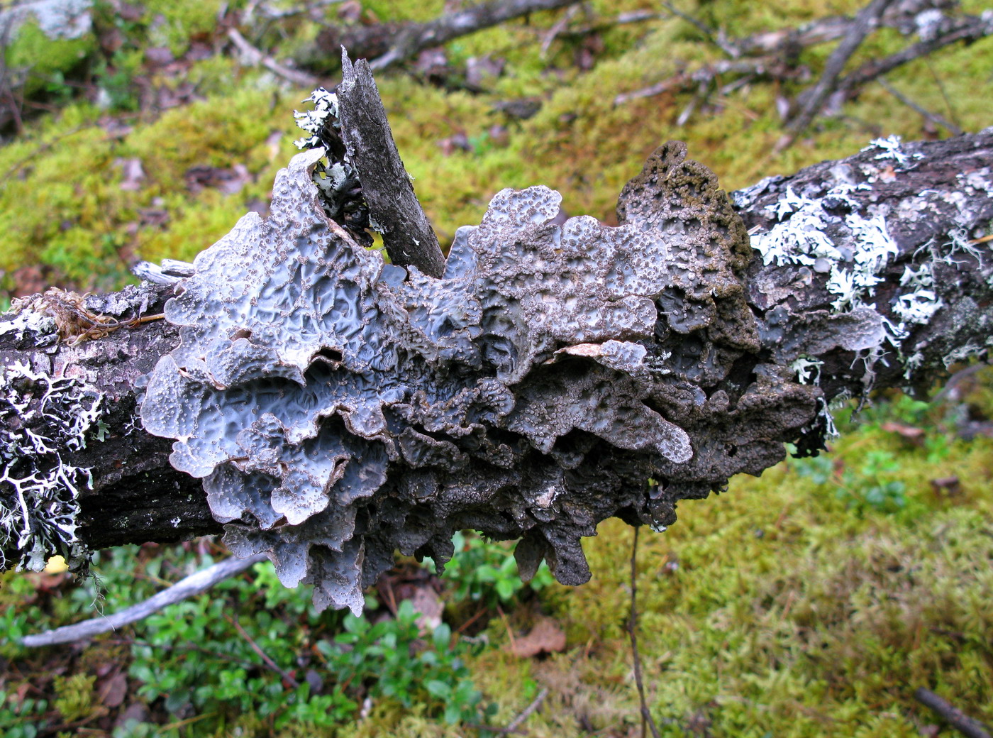 Изображение особи Lobaria scrobiculata.