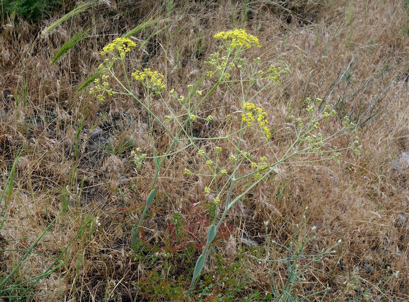 Изображение особи Ferula tschuiliensis.