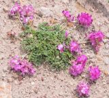 Hedysarum minjanense