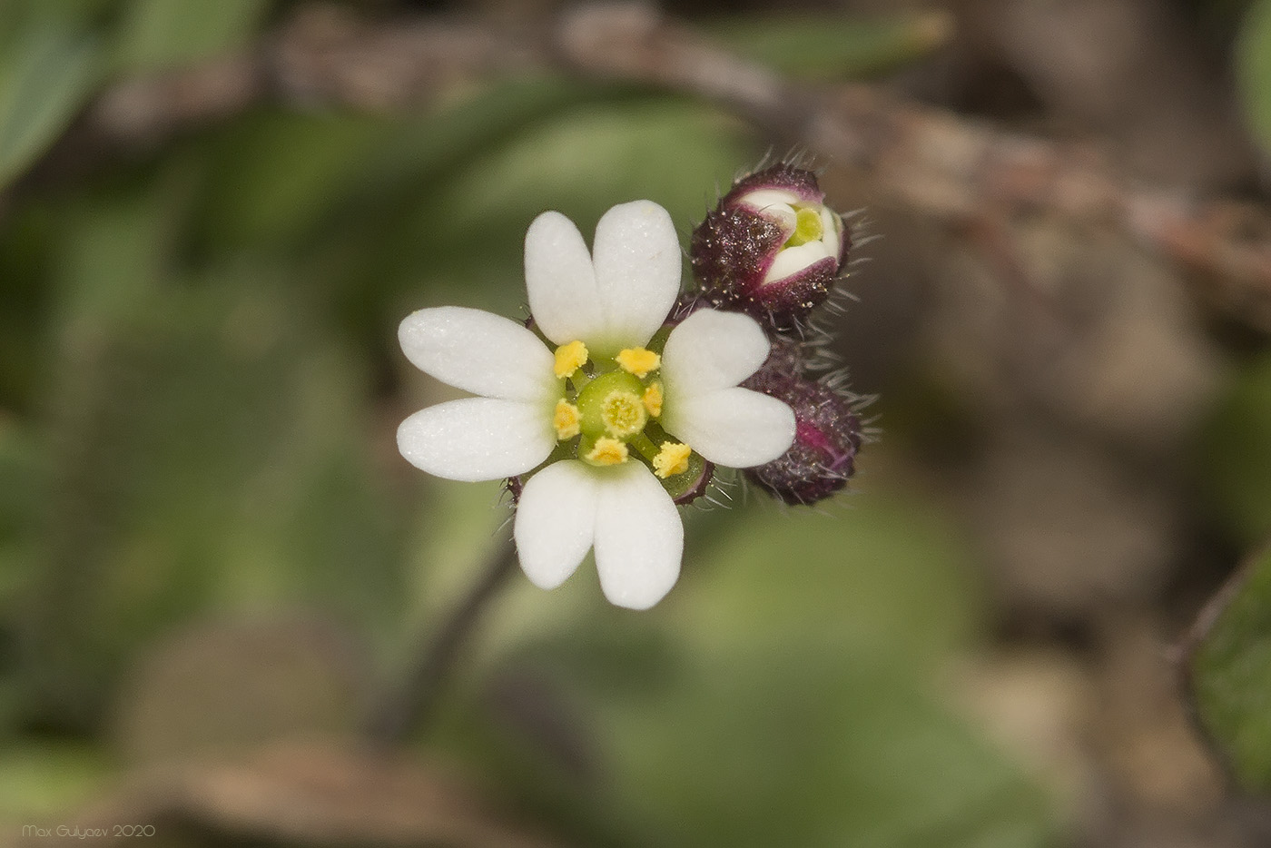 Image of Erophila praecox specimen.