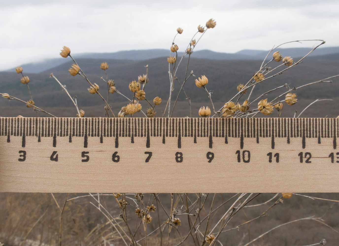 Image of genus Linum specimen.