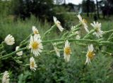 Lactuca indica. Часть общего соцветия. Приморский край, г. Артем, ул. Кирова р-н ост. 17-й км, заросший пустырь. 06.08.2019.