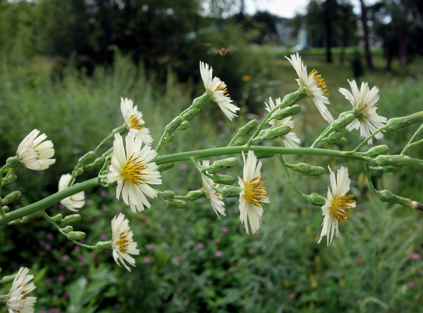 Изображение особи Lactuca indica.