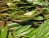 Potamogeton &times; sparganiifolius
