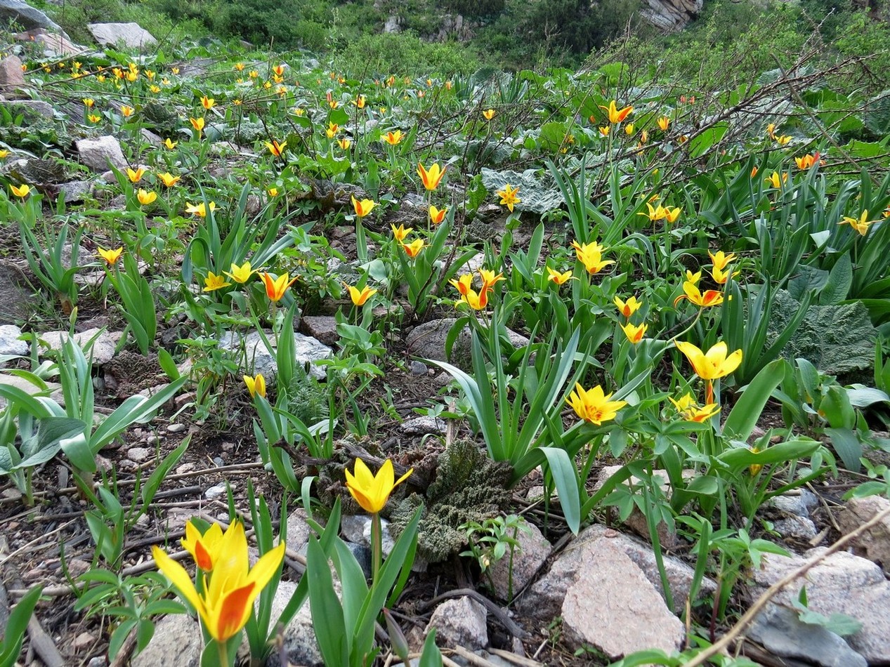 Изображение особи Tulipa tschimganica.