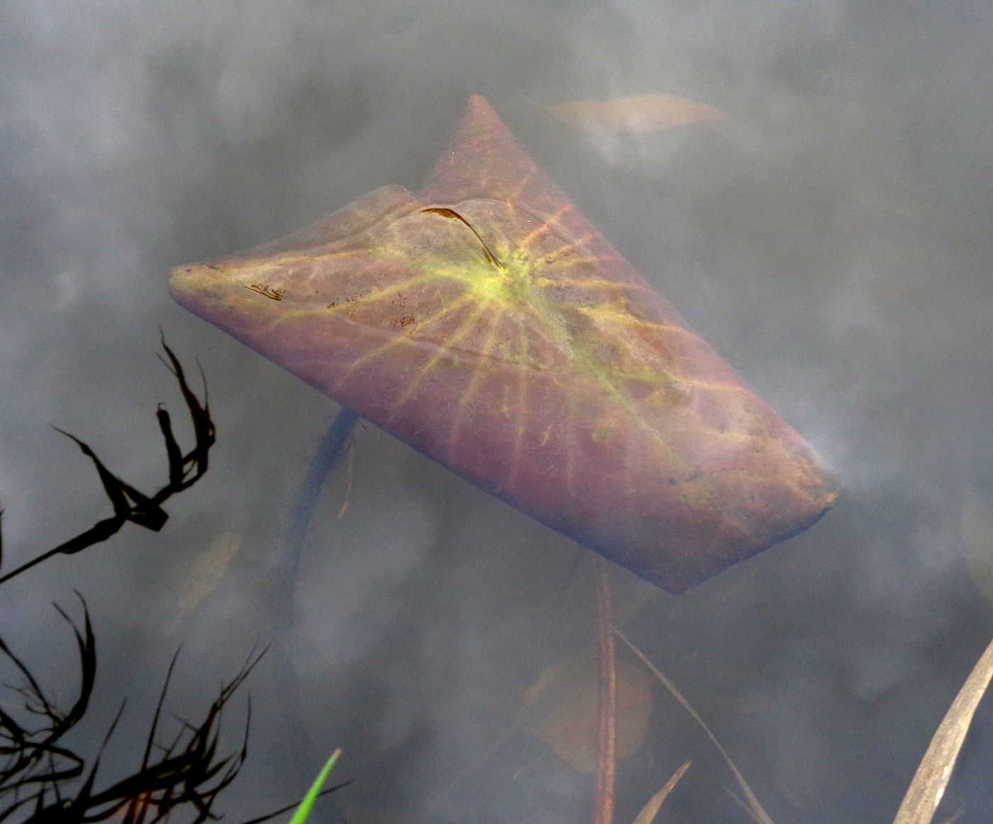 Image of Nuphar lutea specimen.