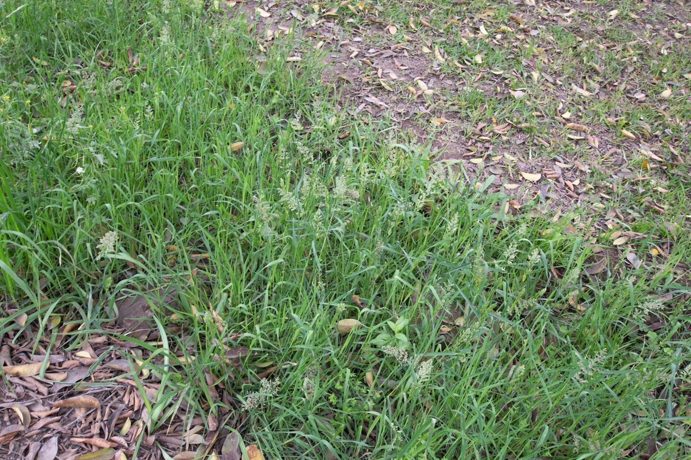 Image of genus Polypogon specimen.