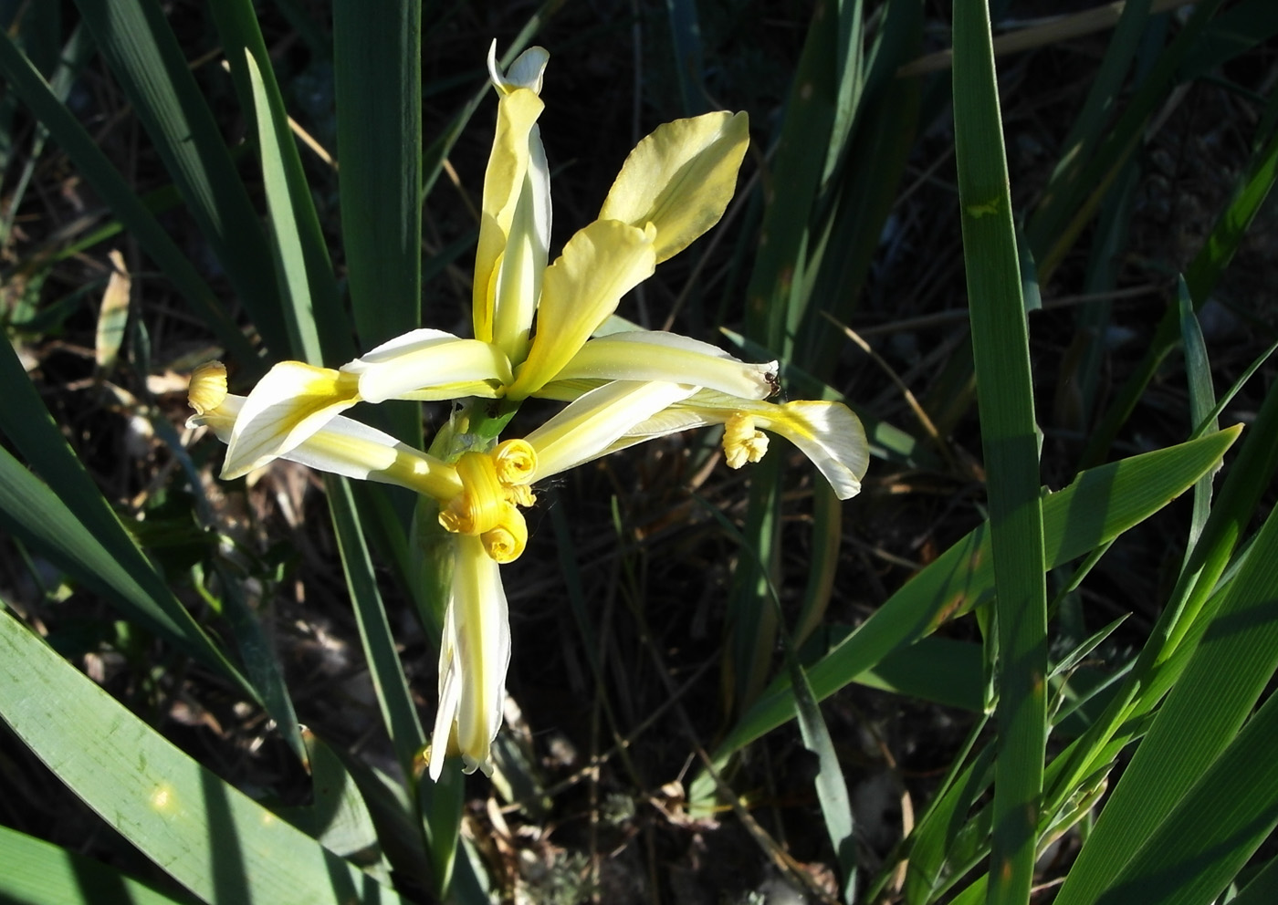 Изображение особи Iris halophila.