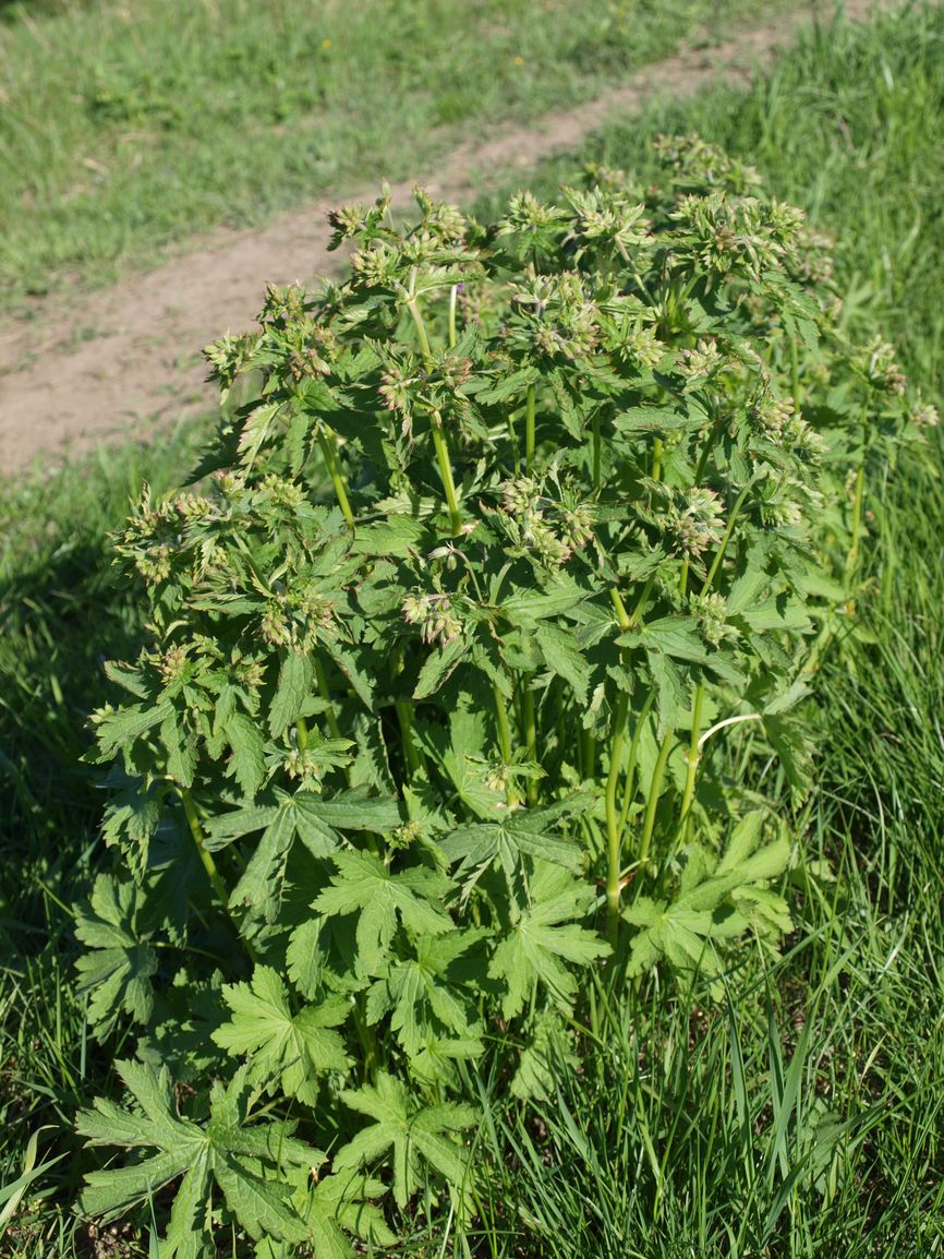 Изображение особи Geranium sylvaticum.