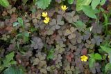 Oxalis corniculata. Цветущие растения. Республика Адыгея, г. Майкоп, грядка клубники, сорное. 14.06.2020.