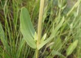 Centaurium erythraea