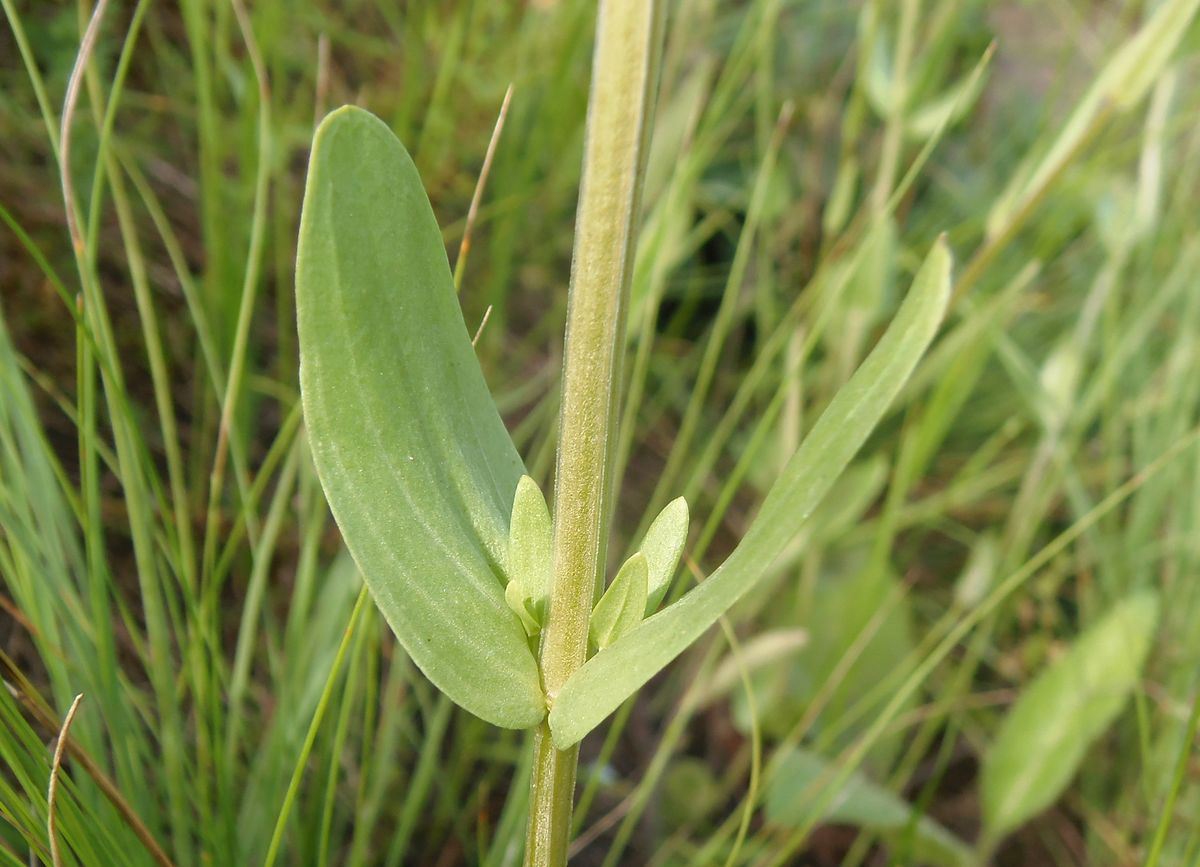 Image of Centaurium erythraea specimen.