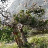 Juniperus excelsa. Старые деревья на горном склоне. Крым, ландшафтный заказник \"Мыс Айя\". Июнь 2004 г.