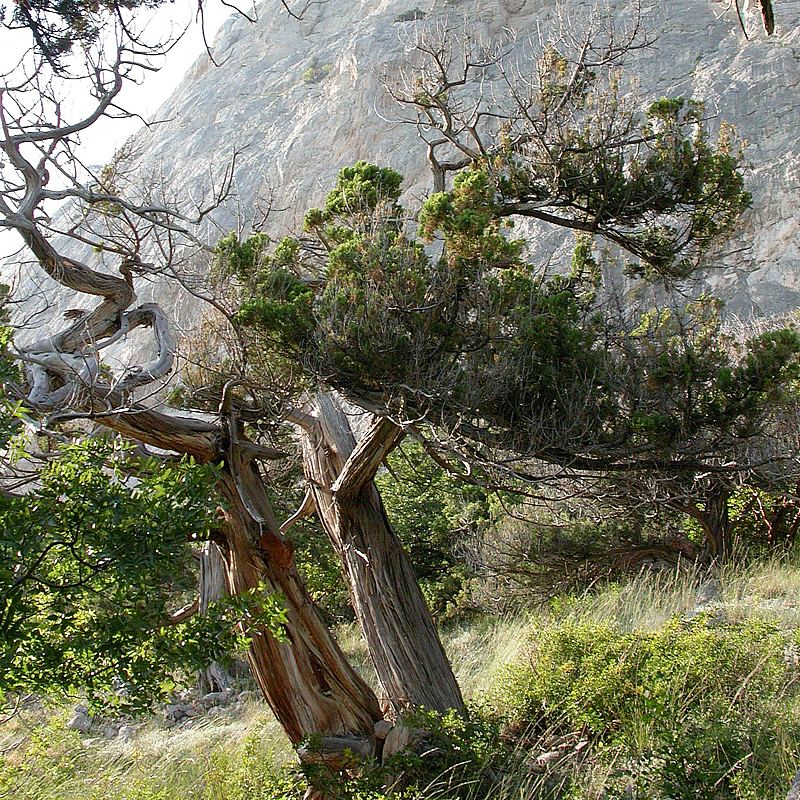 Изображение особи Juniperus excelsa.