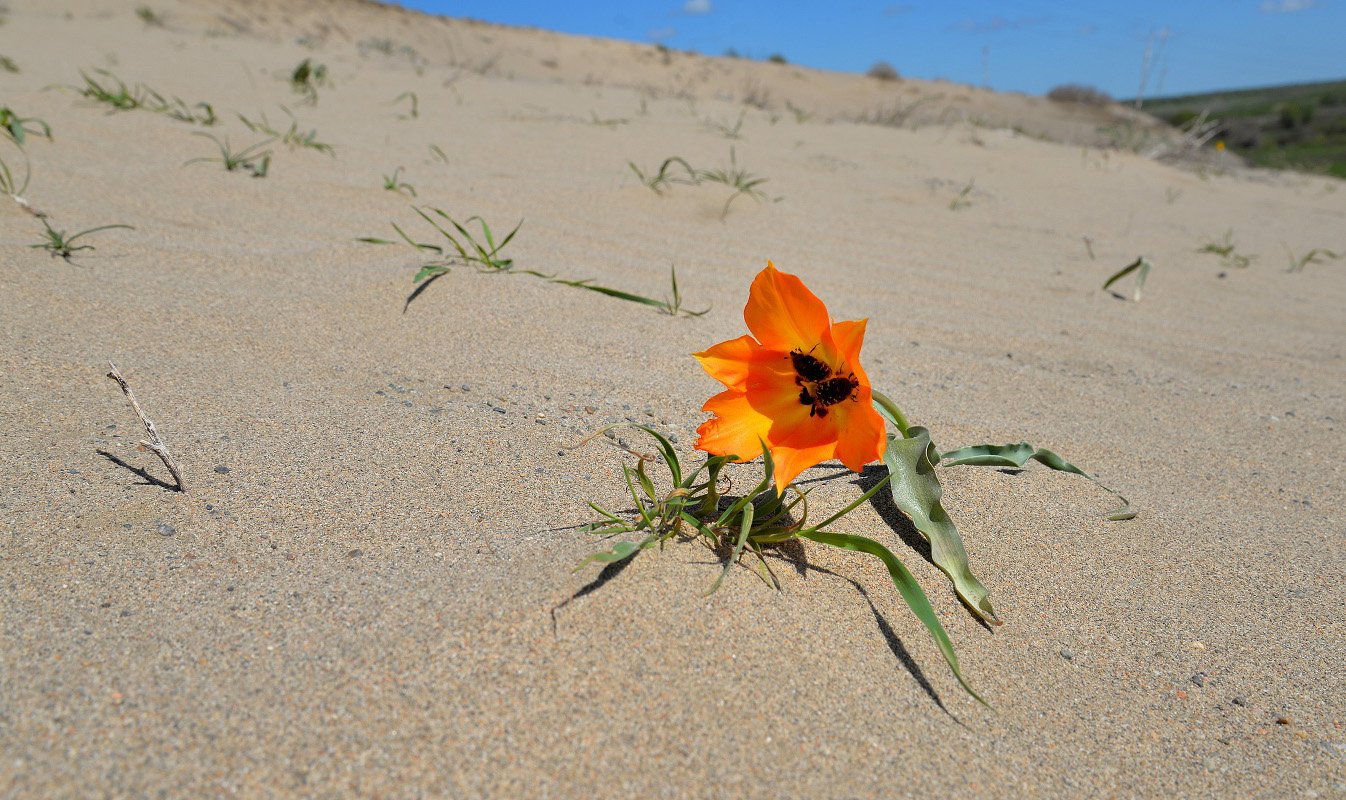 Image of Tulipa lehmanniana specimen.