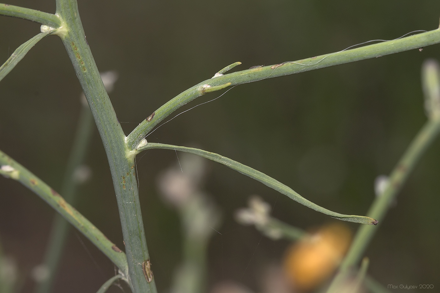 Изображение особи Chondrilla juncea.