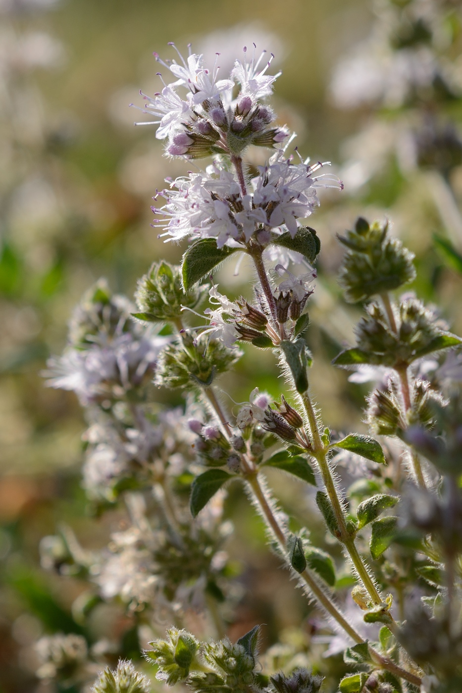 Изображение особи Mentha pulegium.