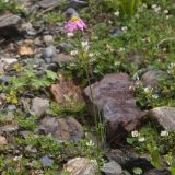 Pyrethrum coccineum