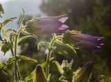 Campanula medium. Верхушки цветущих побегов. Пермский край, пос. Юго-Камский, частное подворье. 26 июня 2020 г.