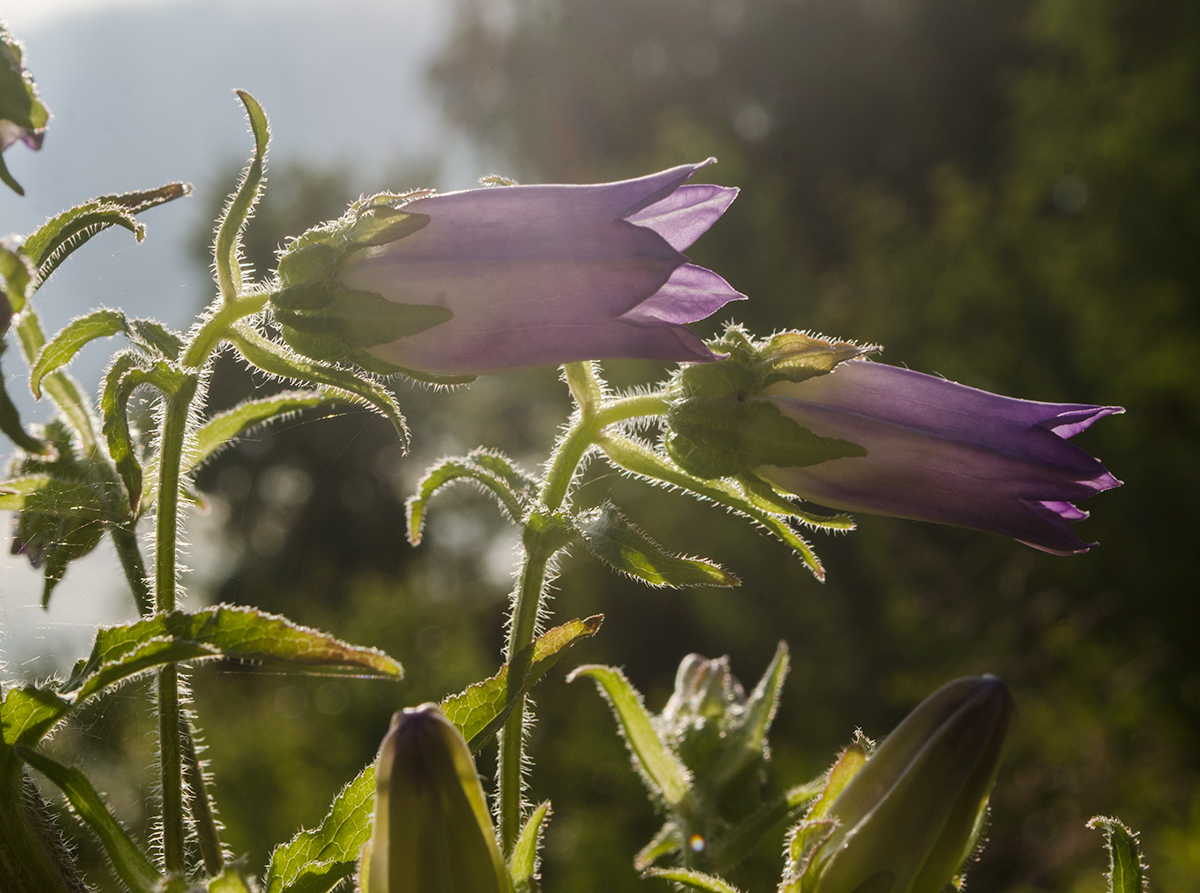 Изображение особи Campanula medium.