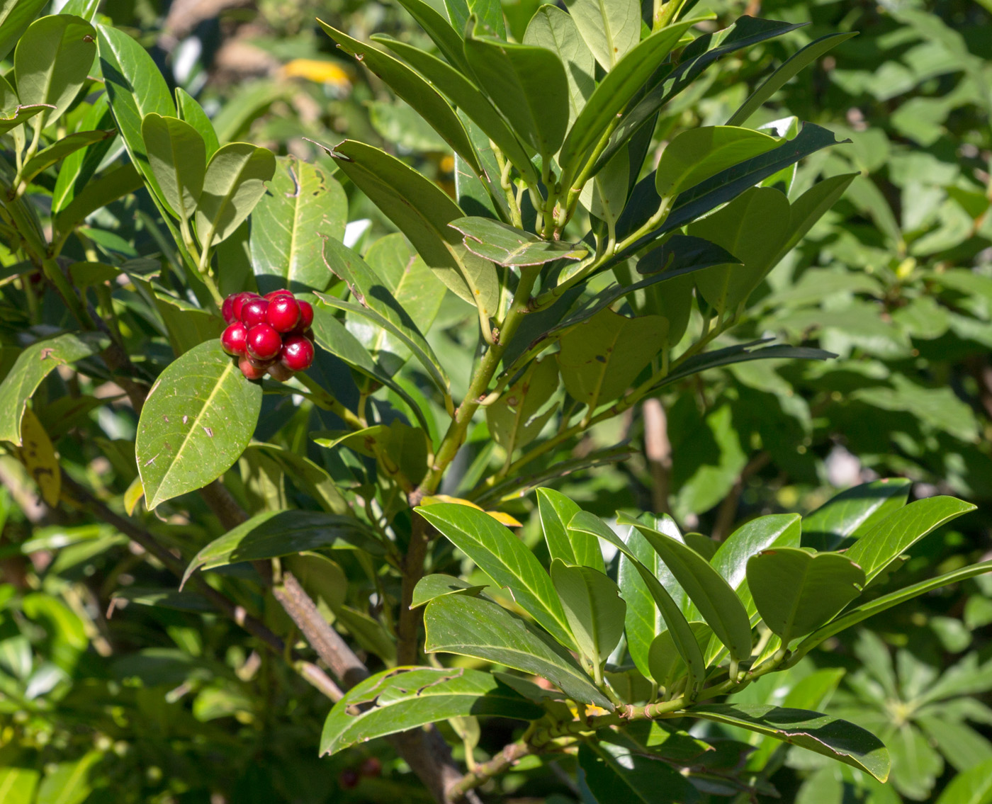 Image of Lauro-cerasus officinalis specimen.