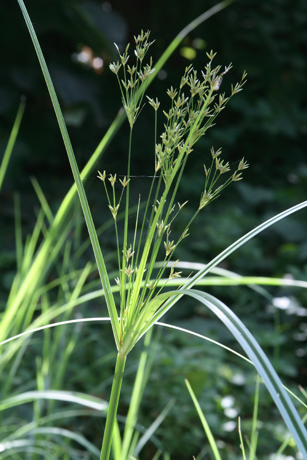 Изображение особи Cyperus longus.