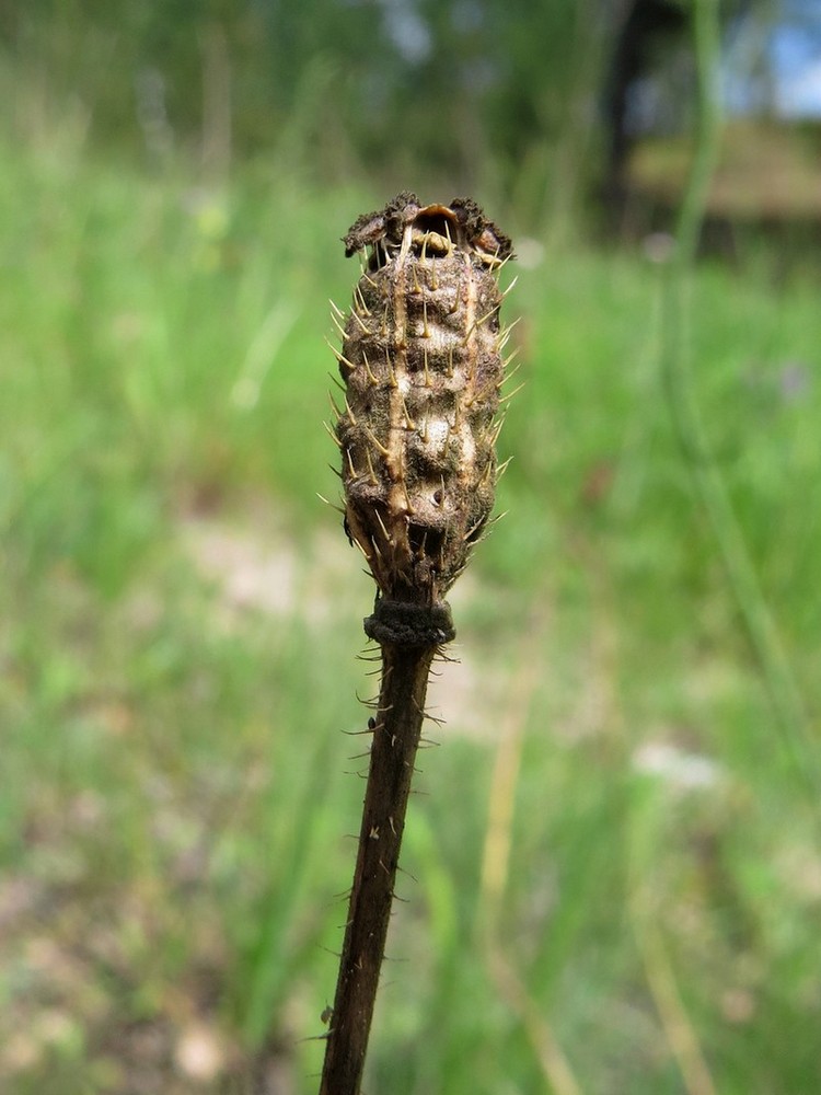 Image of Papaver chakassicum specimen.