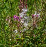 Chamaenerion angustifolium