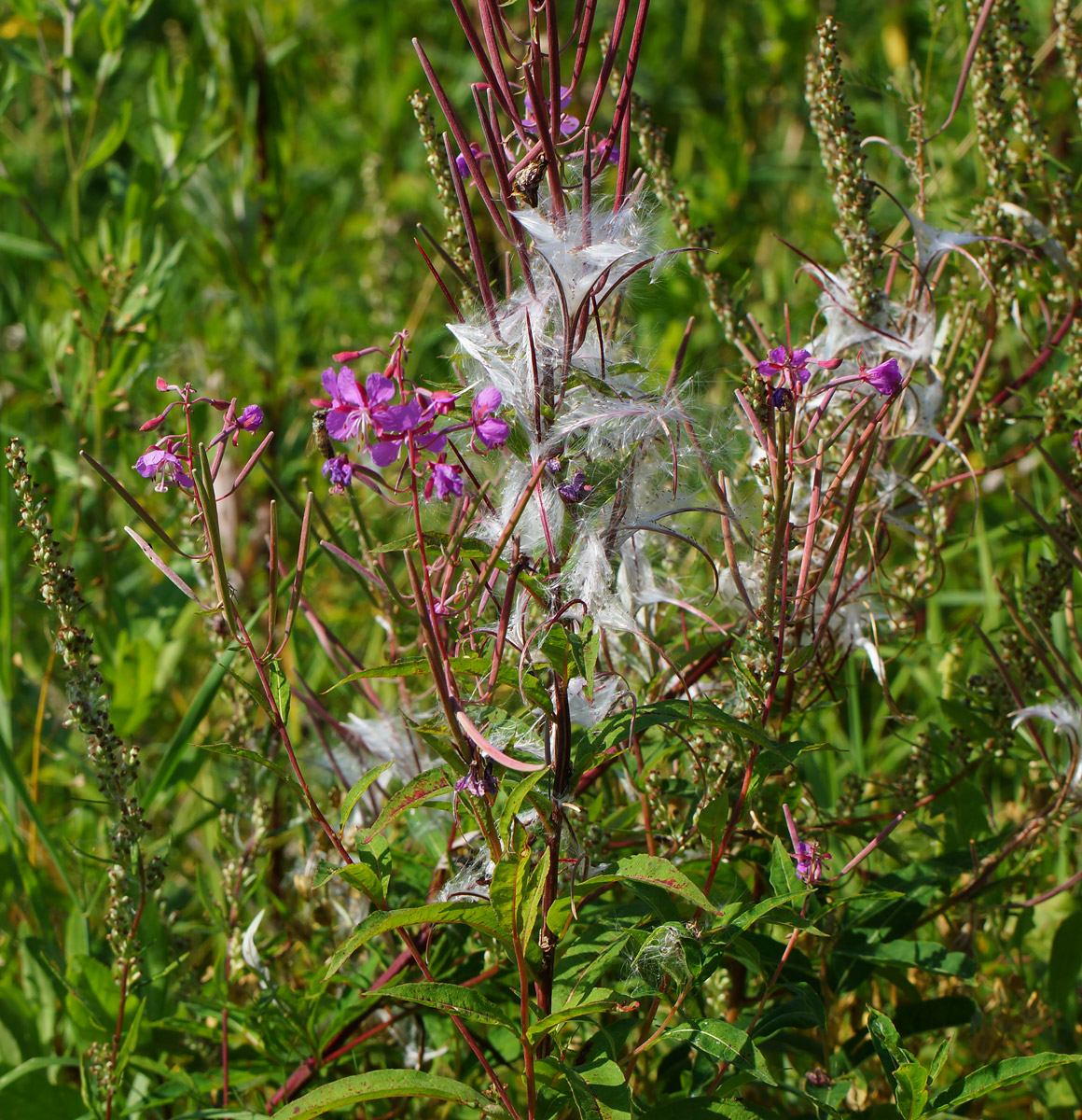 Image of Chamaenerion angustifolium specimen.