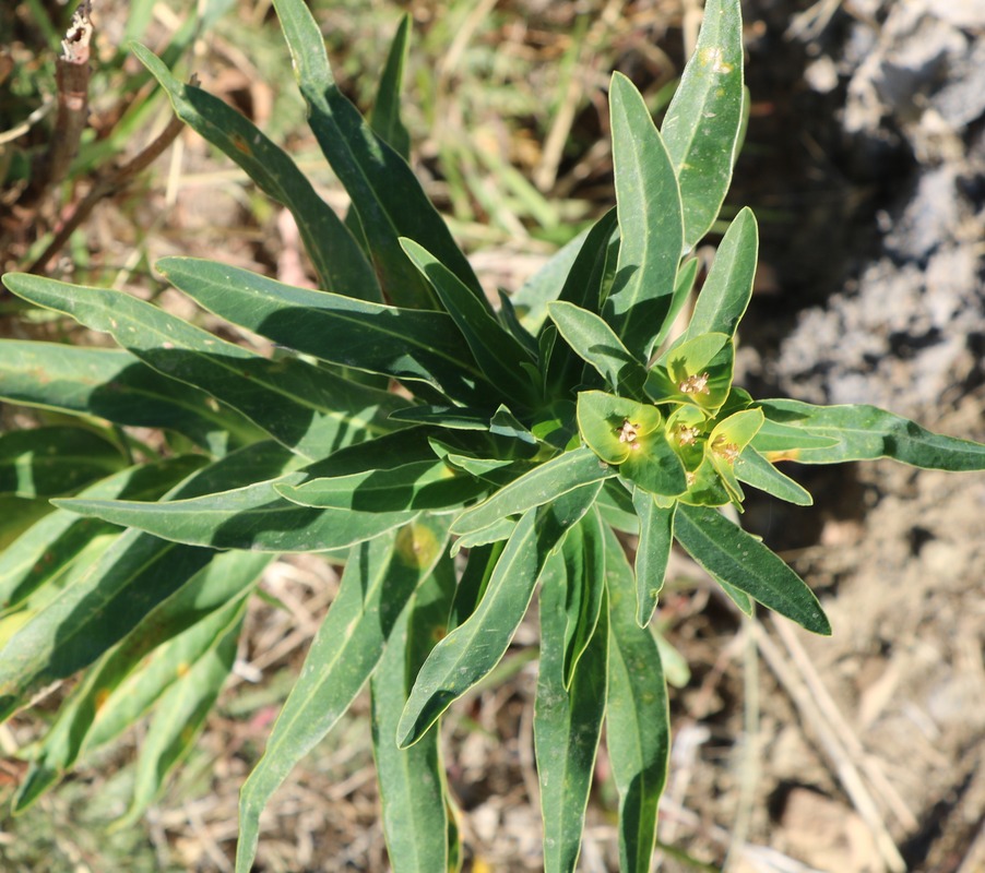 Изображение особи род Euphorbia.