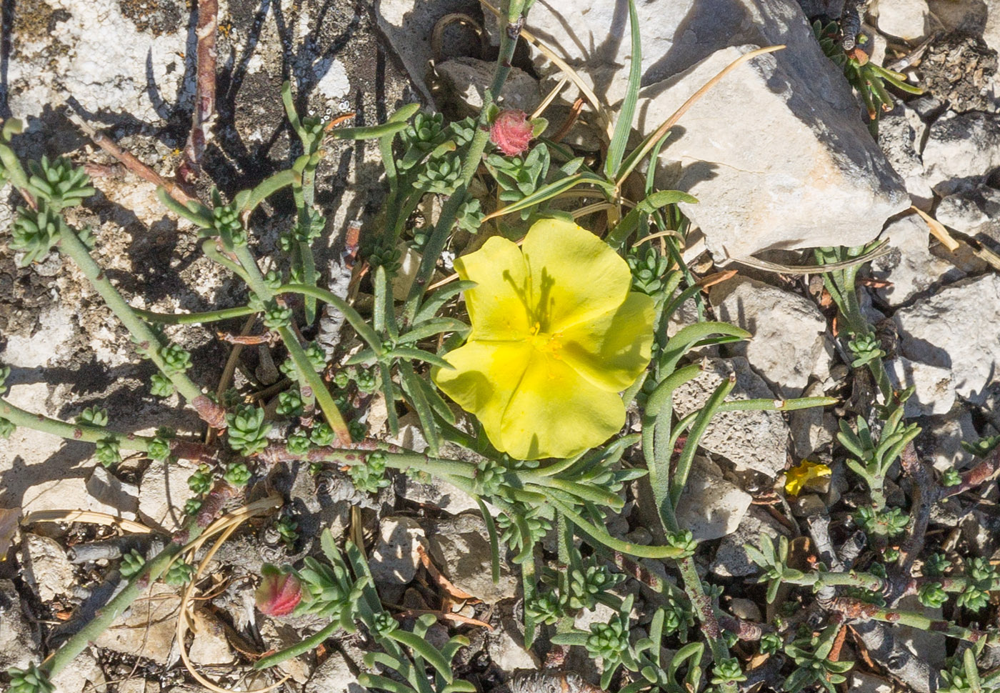 Изображение особи Fumana procumbens.