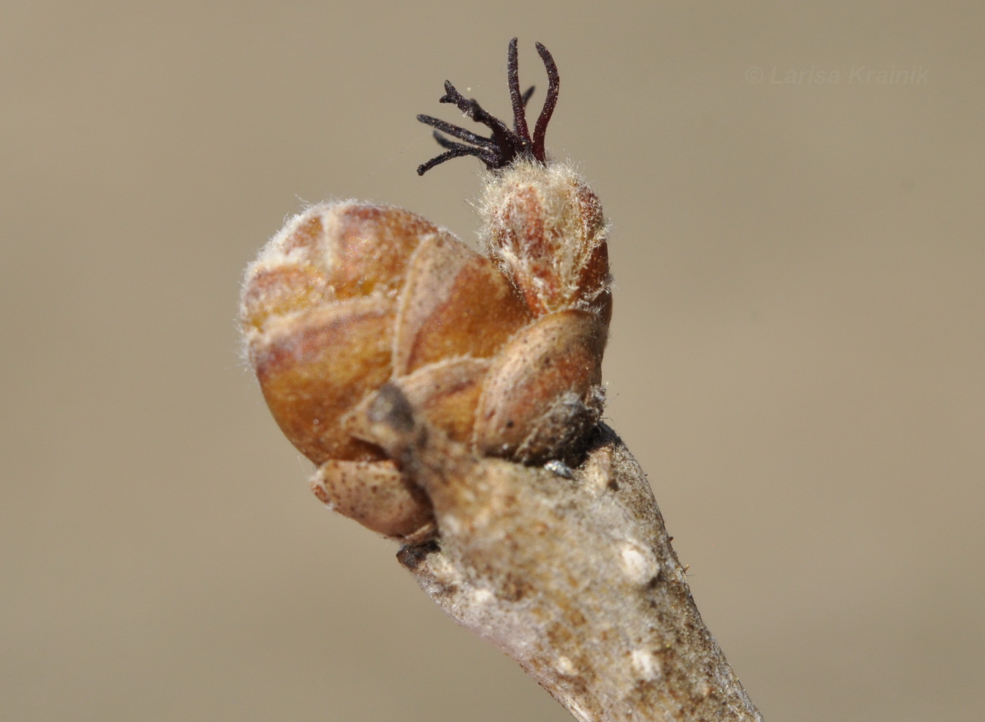 Image of Corylus heterophylla specimen.