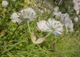 Astrantia pontica. Верхушка цветущего растения. Адыгея, Кавказский биосферный заповедник, хр. Каменное Море, ≈ 2000 м н.у.м., поросшие субальпийскими луговыми растениями скалы. 31.08.2019.