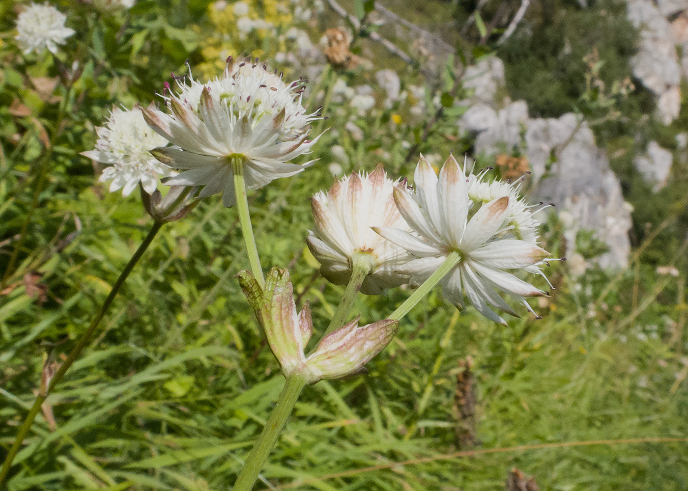 Image of Astrantia pontica specimen.