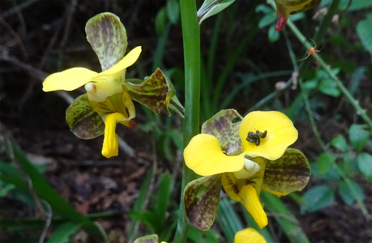 Изображение особи Eulophia streptopetala.