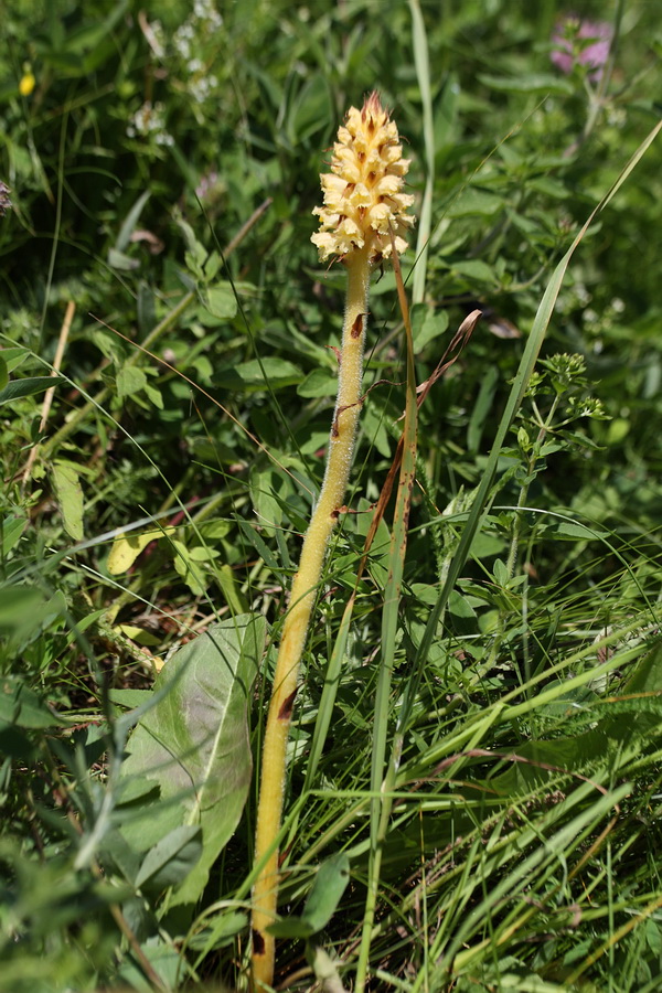 Изображение особи Orobanche bartlingii.