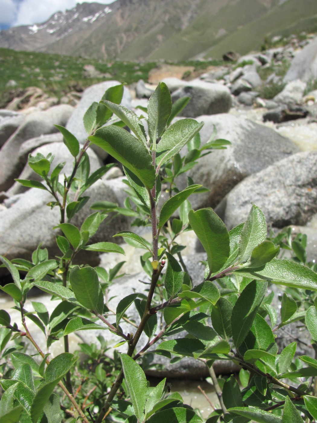 Image of Salix caprea specimen.