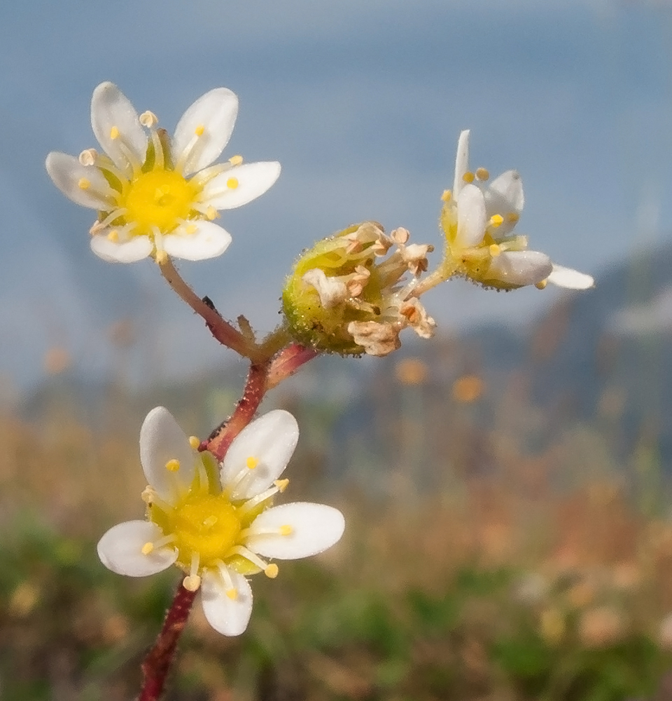 Image of Saxifraga cartilaginea specimen.