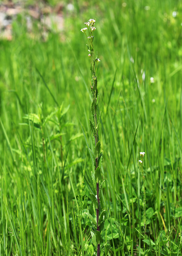 Изображение особи Arabis sagittata.