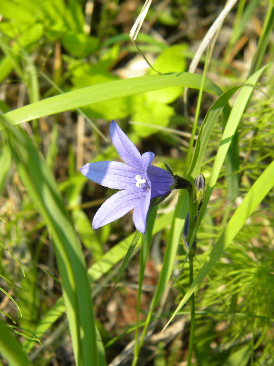 Image of Campanula turczaninovii specimen.